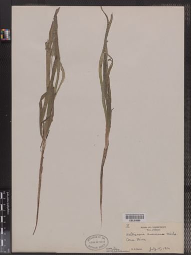 Vallisneria americana