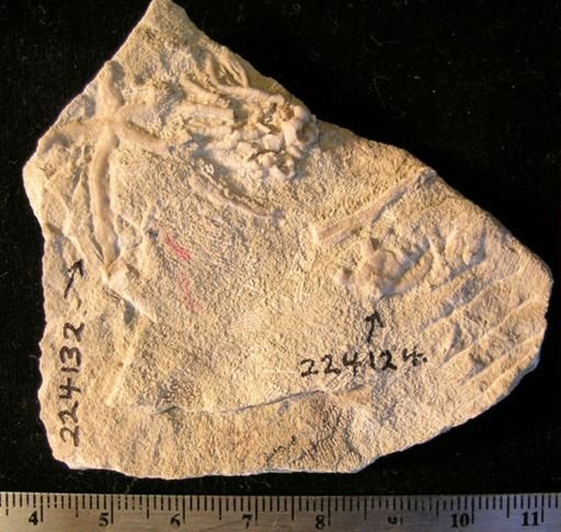 Antiquaster sp.