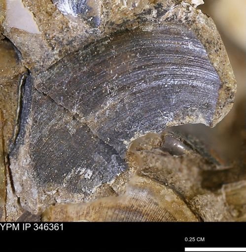 Limopsis striatopunctatus