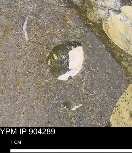 undet. Bivalvia
