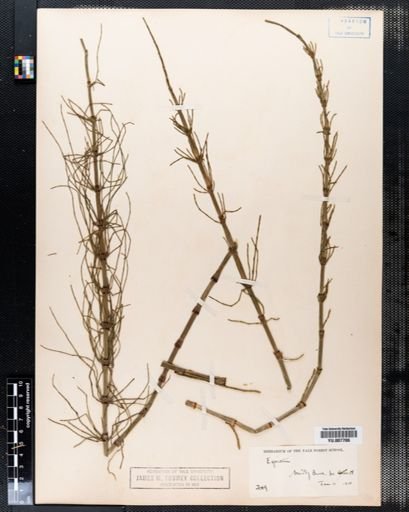 Equisetum pratense
