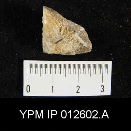 Camarophoria venusta