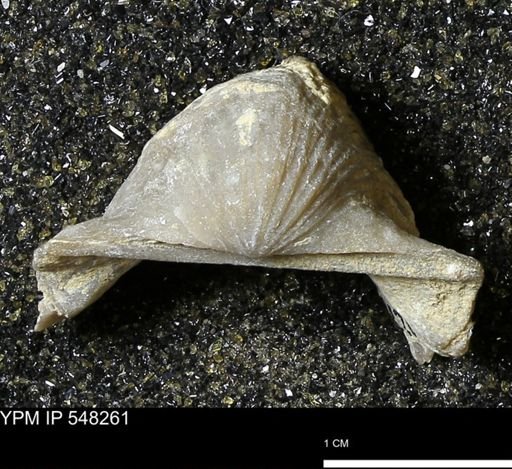 Stropheodonta navalis