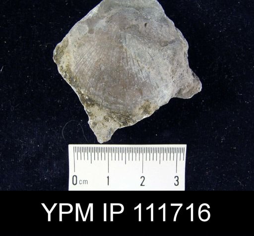Brachyprion philomena