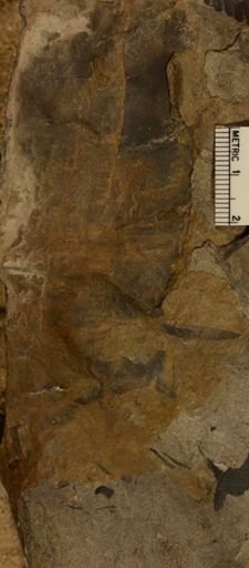 Nilssoniocladus corrugatus