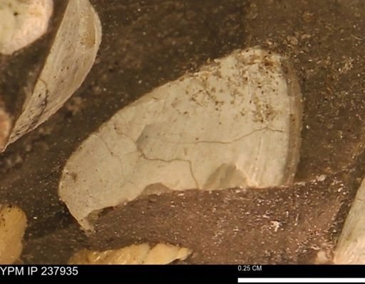 Limopsis striatopunctatus