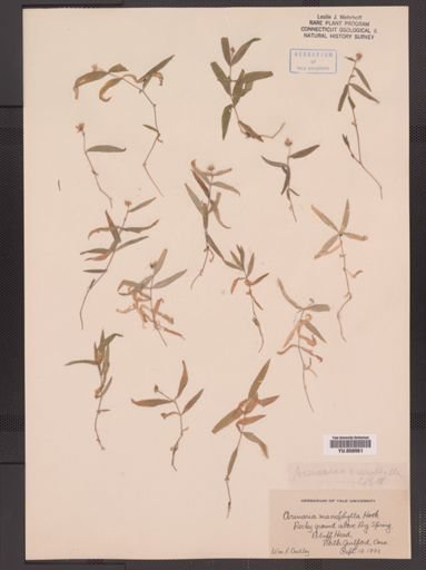Arenaria macrophylla