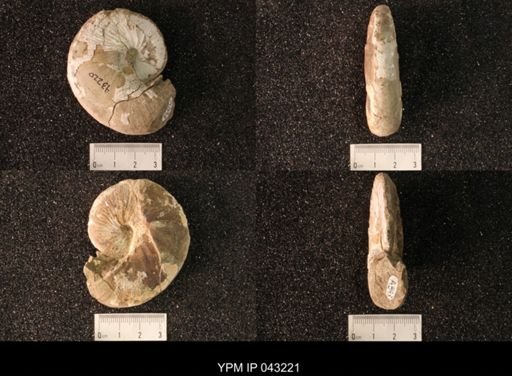 Hoploscaphites nicolletii