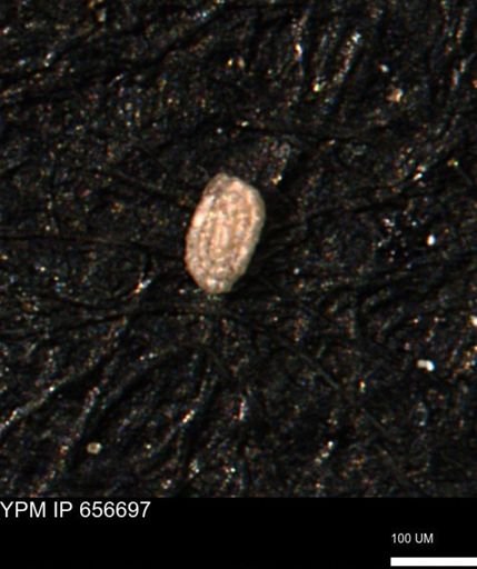 Spirolocammina planula