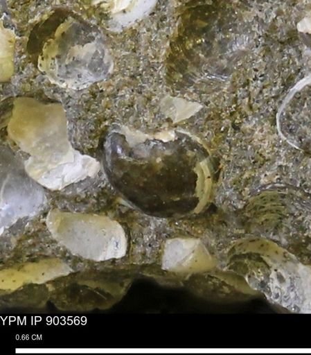 Corbulamella?