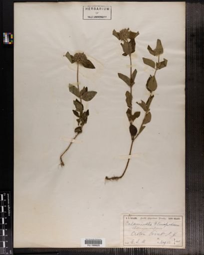 Plantae