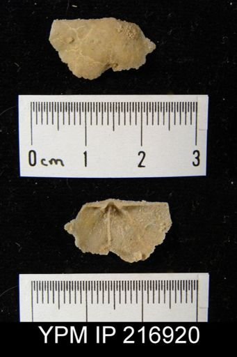 Lissochonetes sp.
