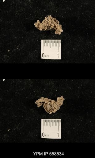 Punctospirifer sp.