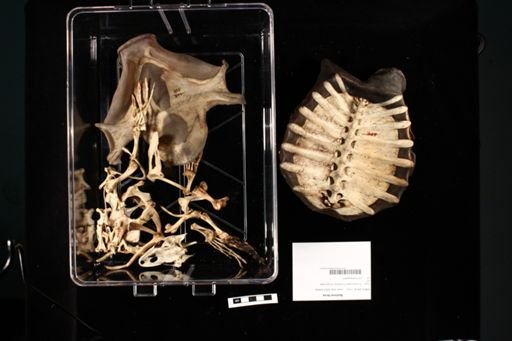 Apalone ferox