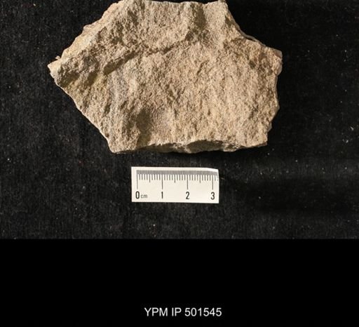 Astartella sp.