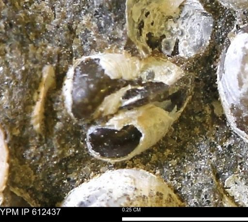 Protocardia subquadrata