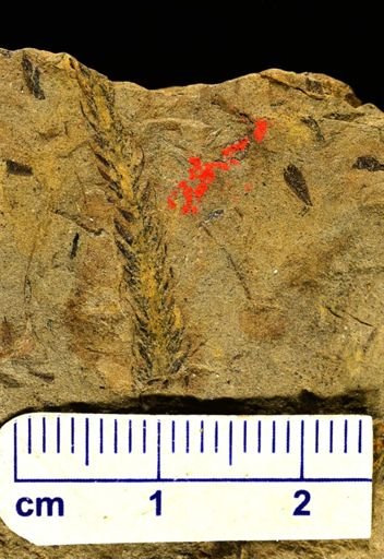 Lepidodendron sp.
