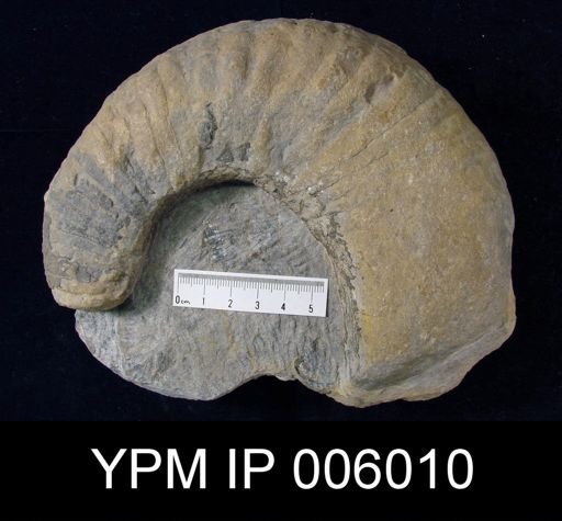 Nautiloidea