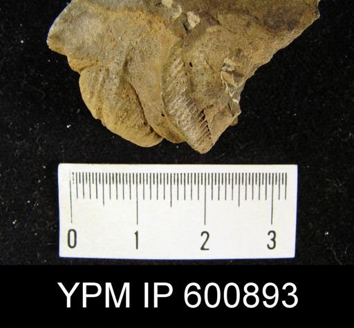 Dalmanella