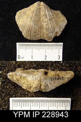 Neospirifer kansasensis
