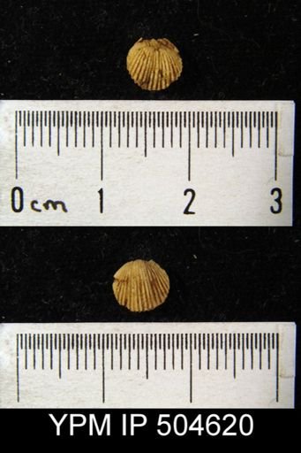 Zygospira sp.