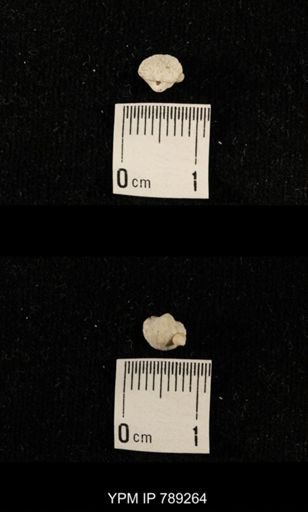 undet. Brachiopoda