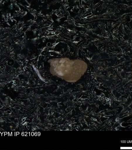 undet. Foraminiferida