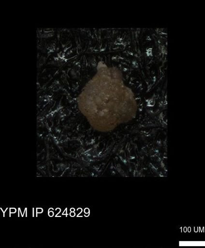 undet. Foraminiferida
