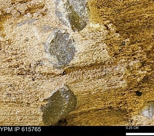 Teredo sp.