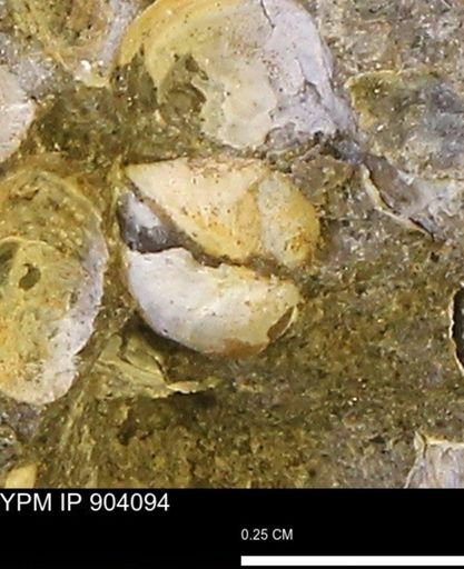 Corbulamella sp.