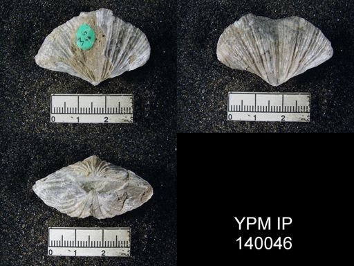 Spirifer (Neospirifer) musakheylensis