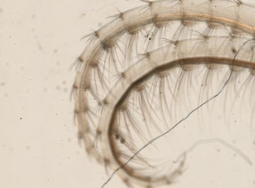 Dosima fascicularis