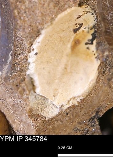 undet. Bivalvia