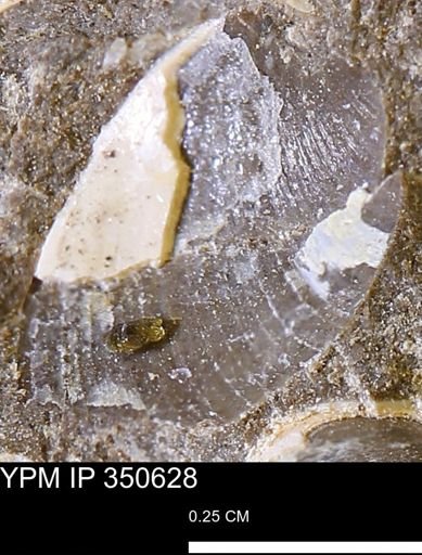 Limopsis striatopunctatus