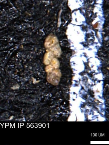 Ammobaculoides phaulus