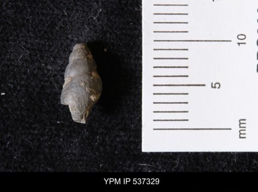 Goniobasis ortmanni
