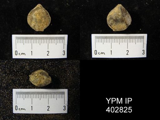 Composita trinuclea