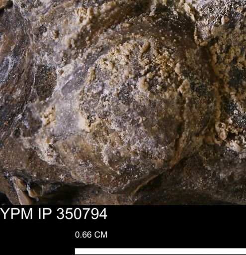 undet. Bivalvia