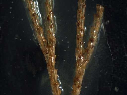 Bugula neritina