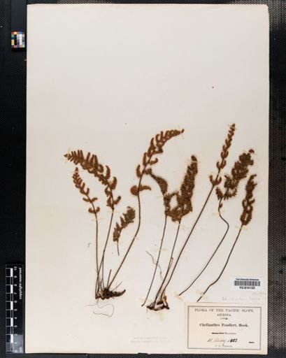 Cheilanthes