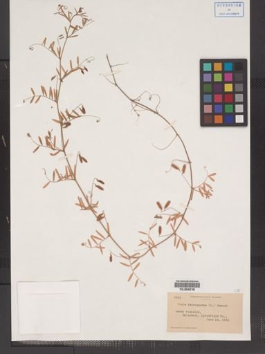 Vicia tetrasperma