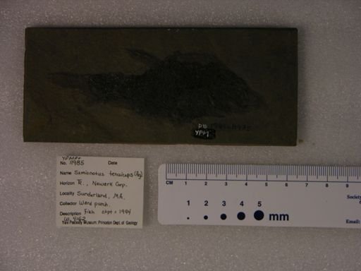 Semionotus tenuiceps