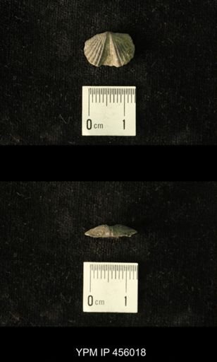 Platystrophia amoena