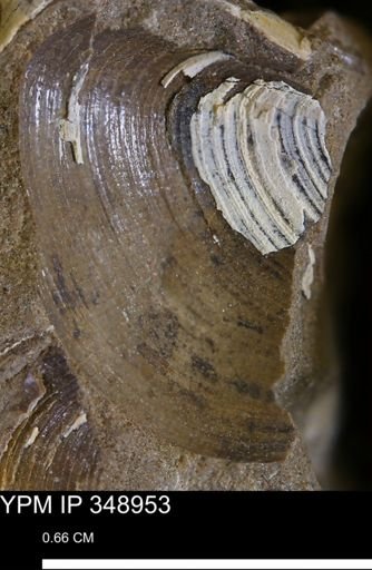 Limopsis striatopunctatus