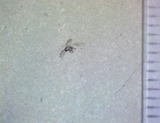 undet. Coleoptera