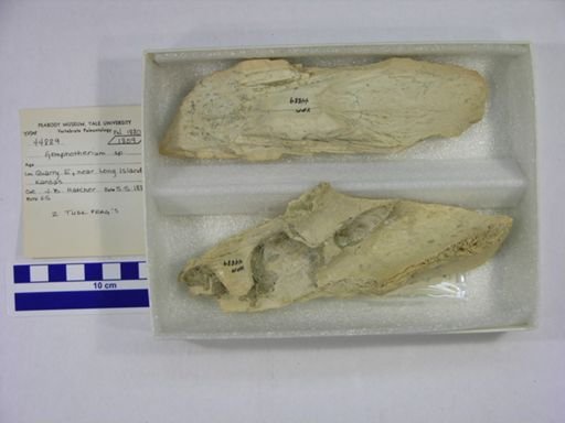 Gomphotherium sp.