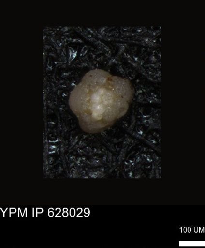 undet. Foraminiferida