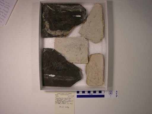 Semionotus