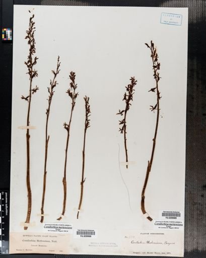 Corallorrhiza
