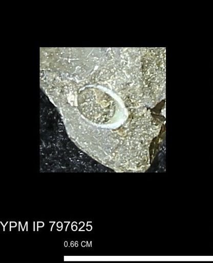 undet. Scaphopoda